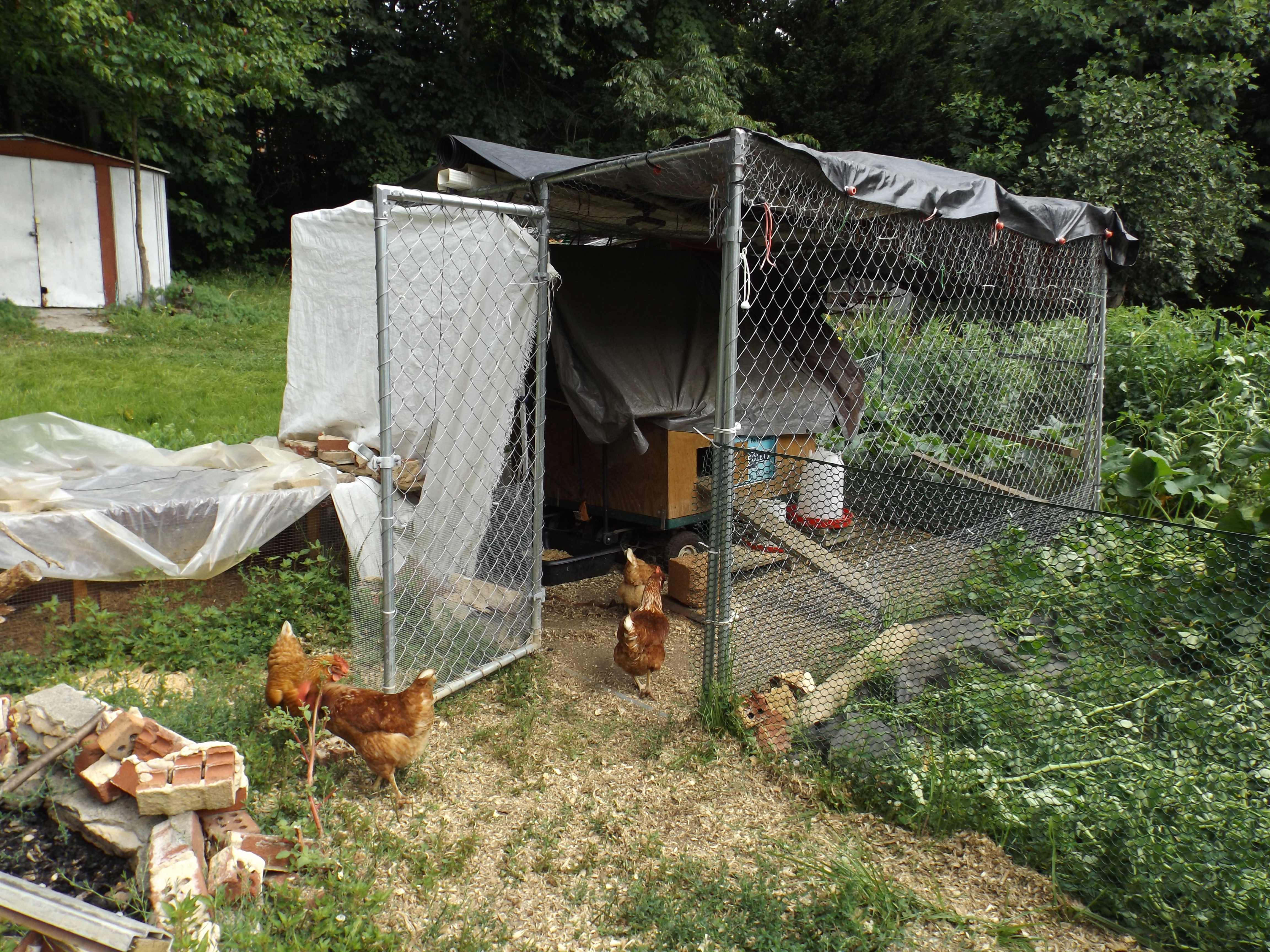 Just rained, we have made improvements.  They only go in the coop at sundown.   So cool that they did not need training.