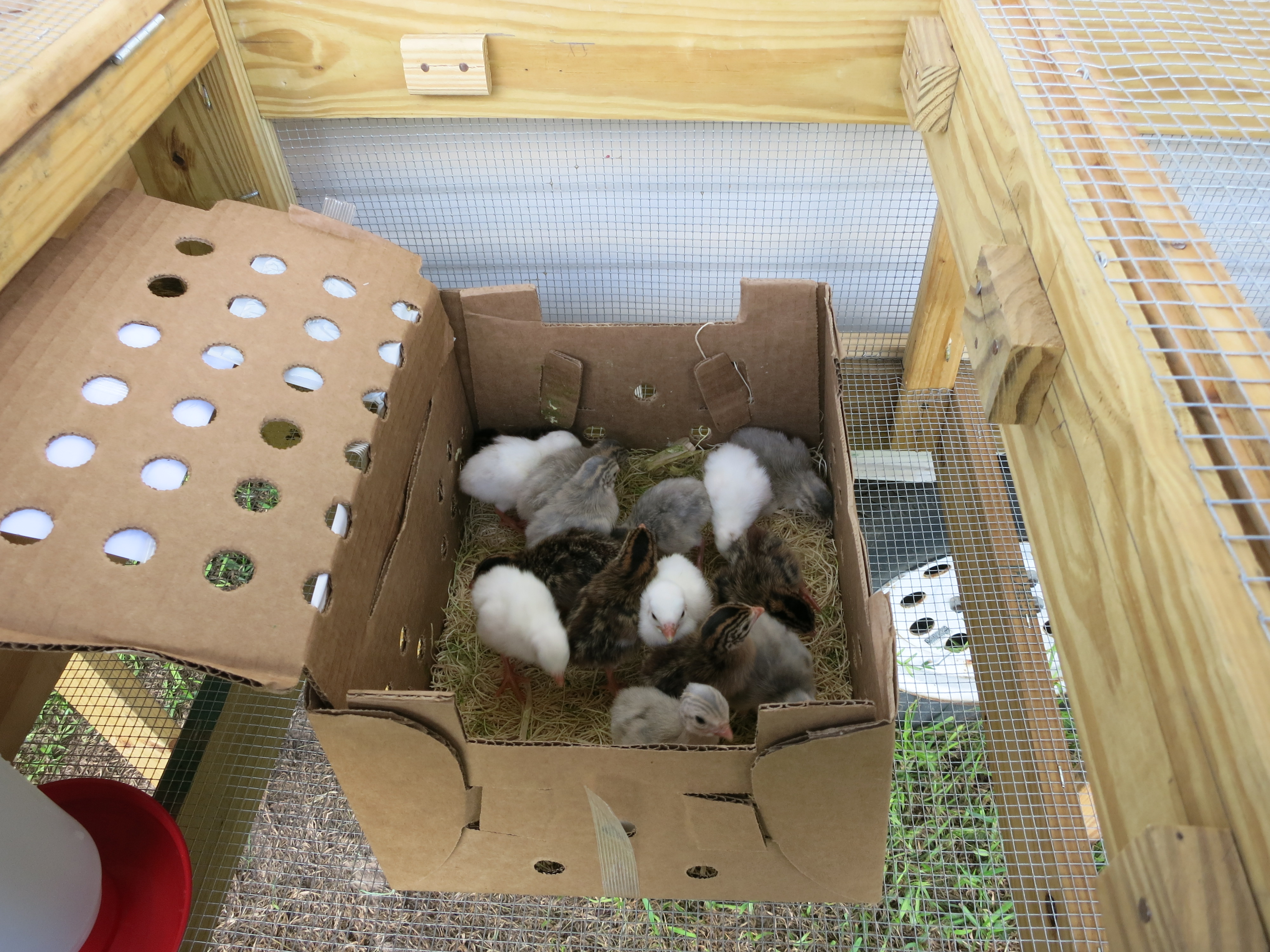 Just received: Baby Guineas: 7/17/15