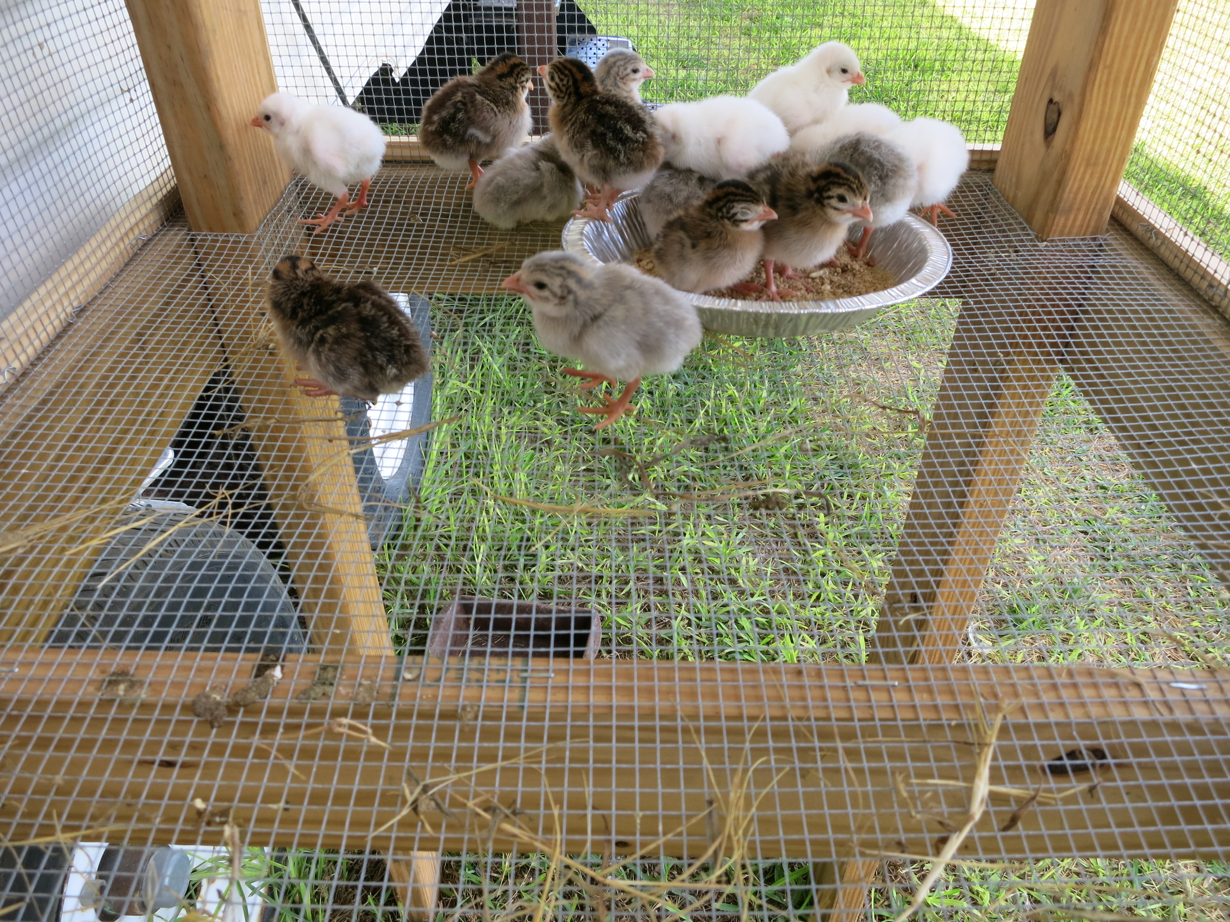 Just released baby Guineas 7/17/15
