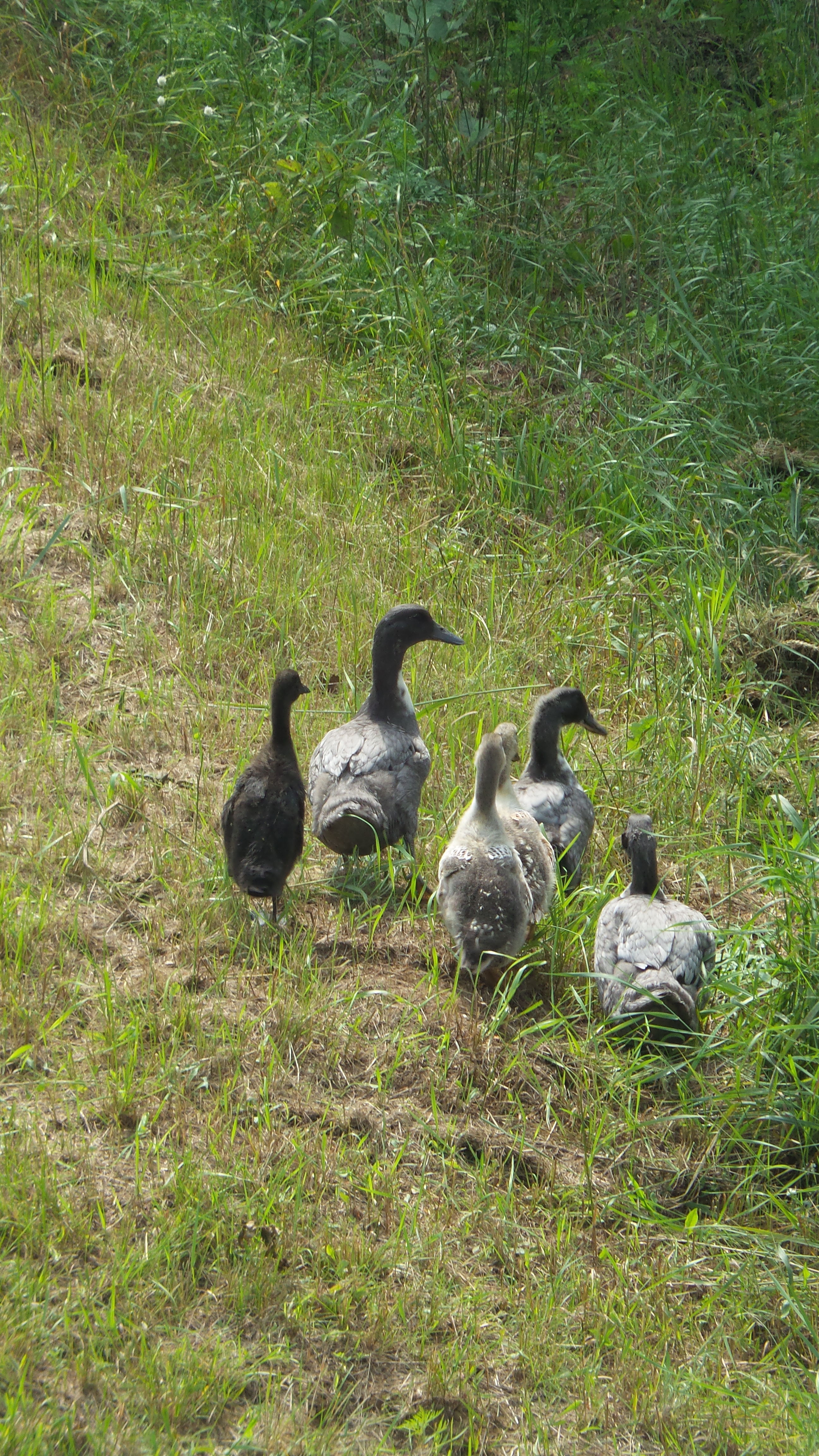 Just strolling along.