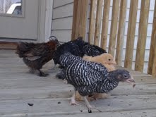 Just under 6 weeks, still no tail feathers!  Hoping for a pullet....