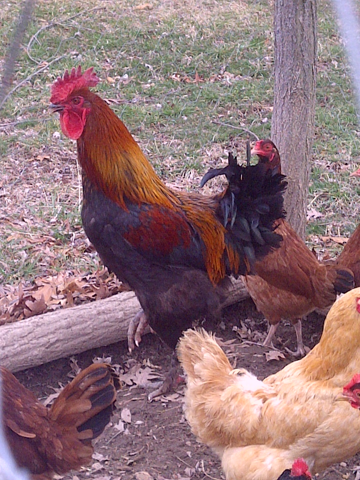 Just wanted to show off my new Black Copper Marans rooster. Just got him today. He's 8 months old and has the copper eyes and feathered shanks. I am super excited to add him to the flock. The rest of my hens are just barnyard mix for eggs, but i hope to find some Black Copper hens for him.