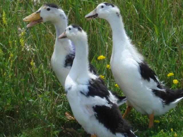 Juvenile Magpie Duck Trio