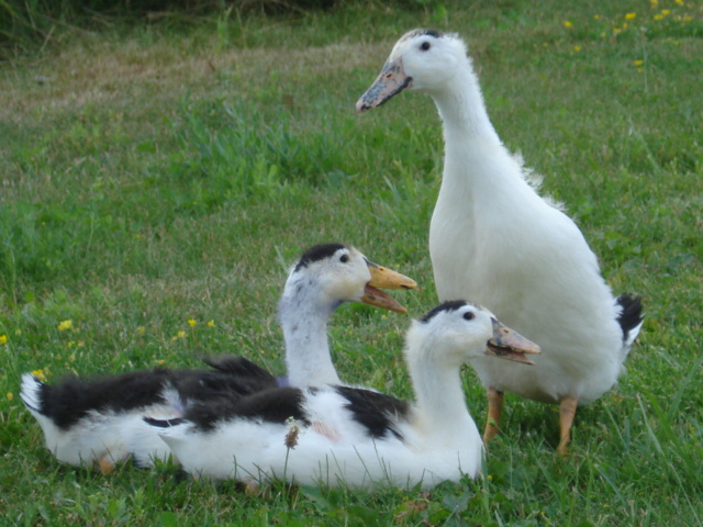 Juvenile Magpie Ducklings