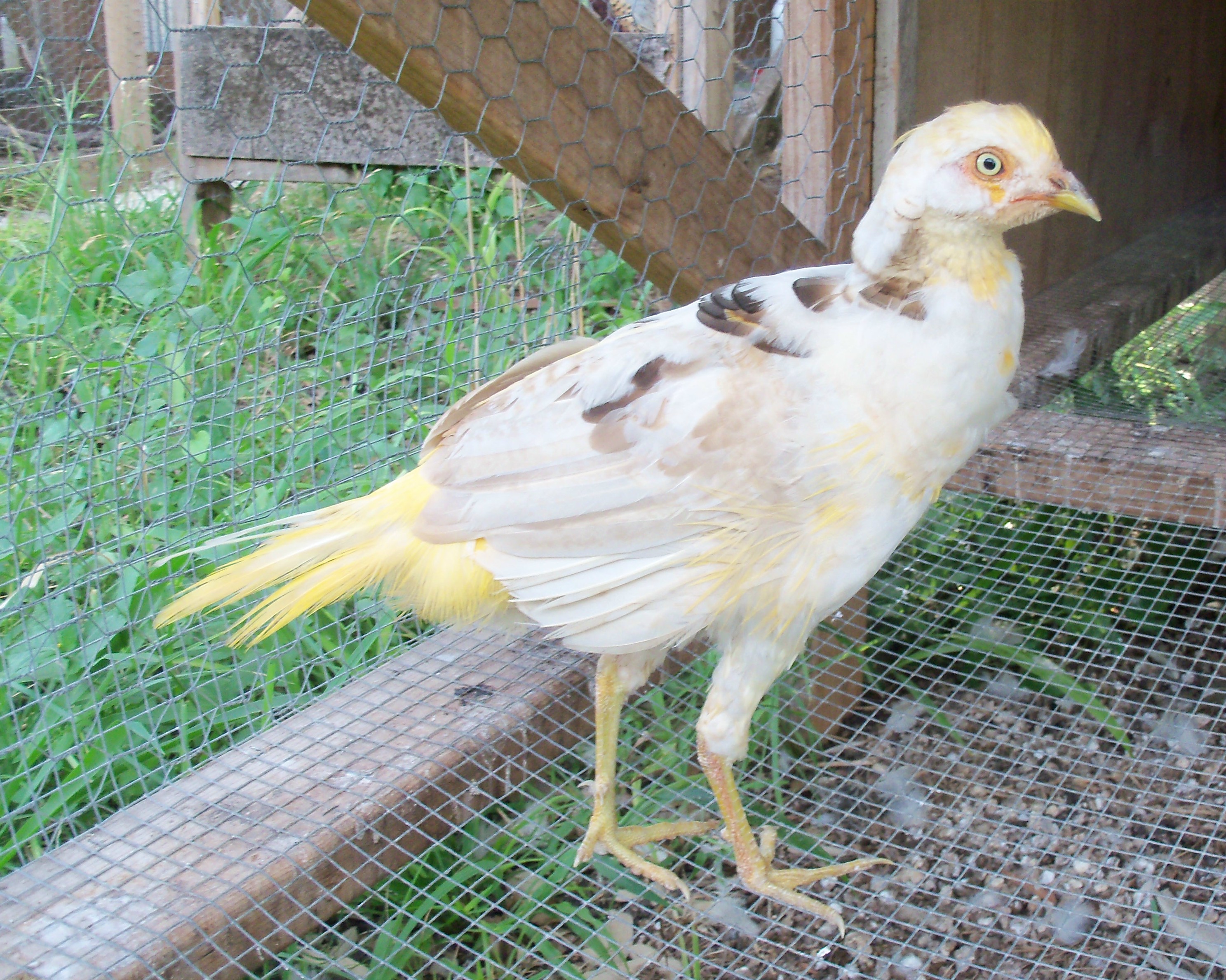 Juvenile male molting