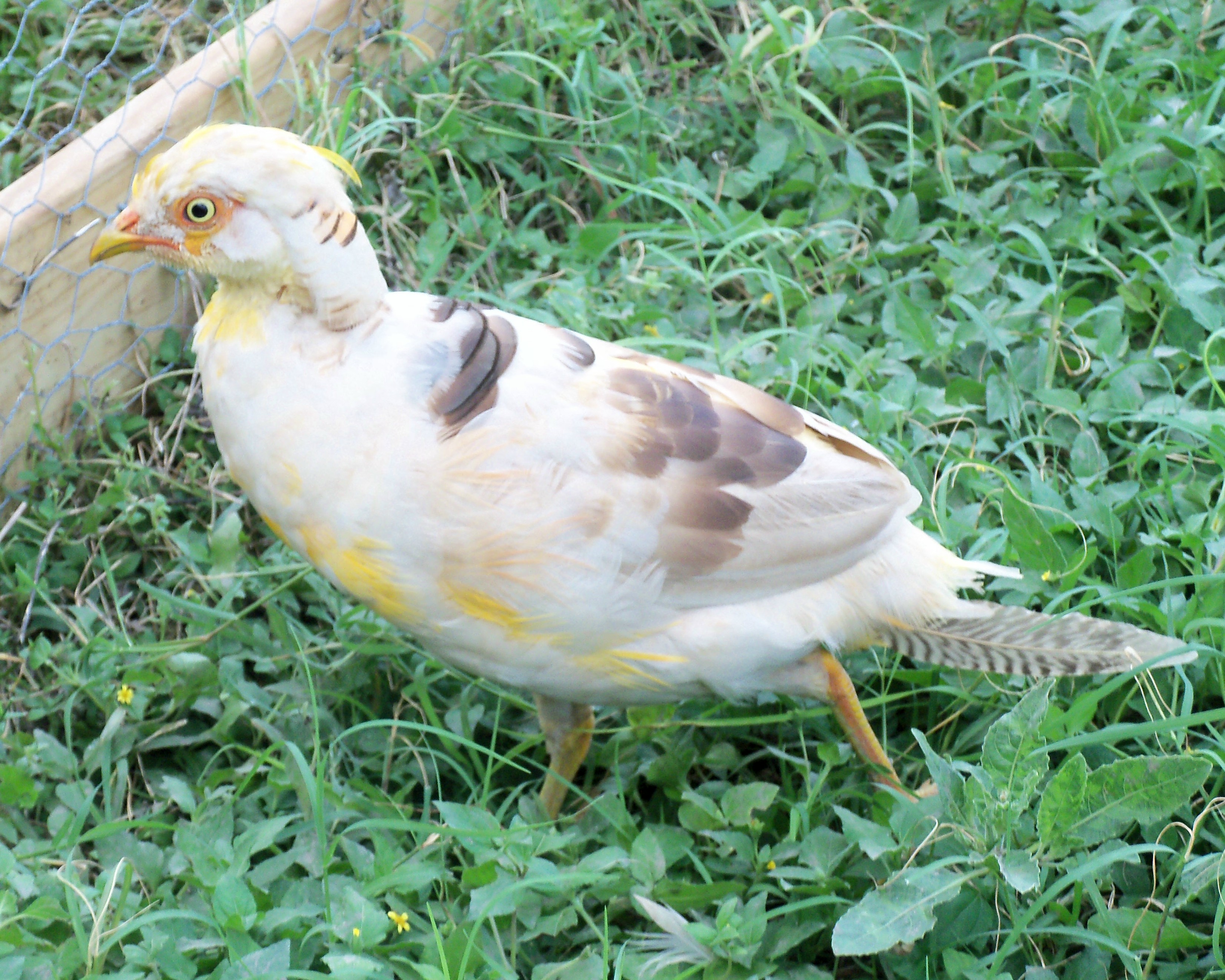 Juvenile Yellow male molting