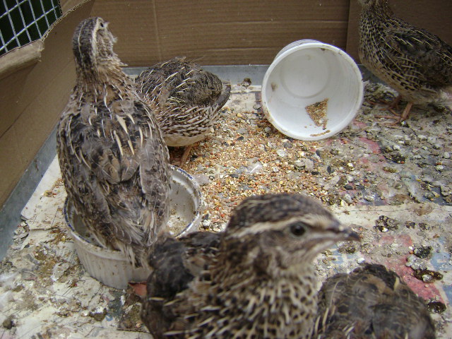 Juvenille quail just arrived