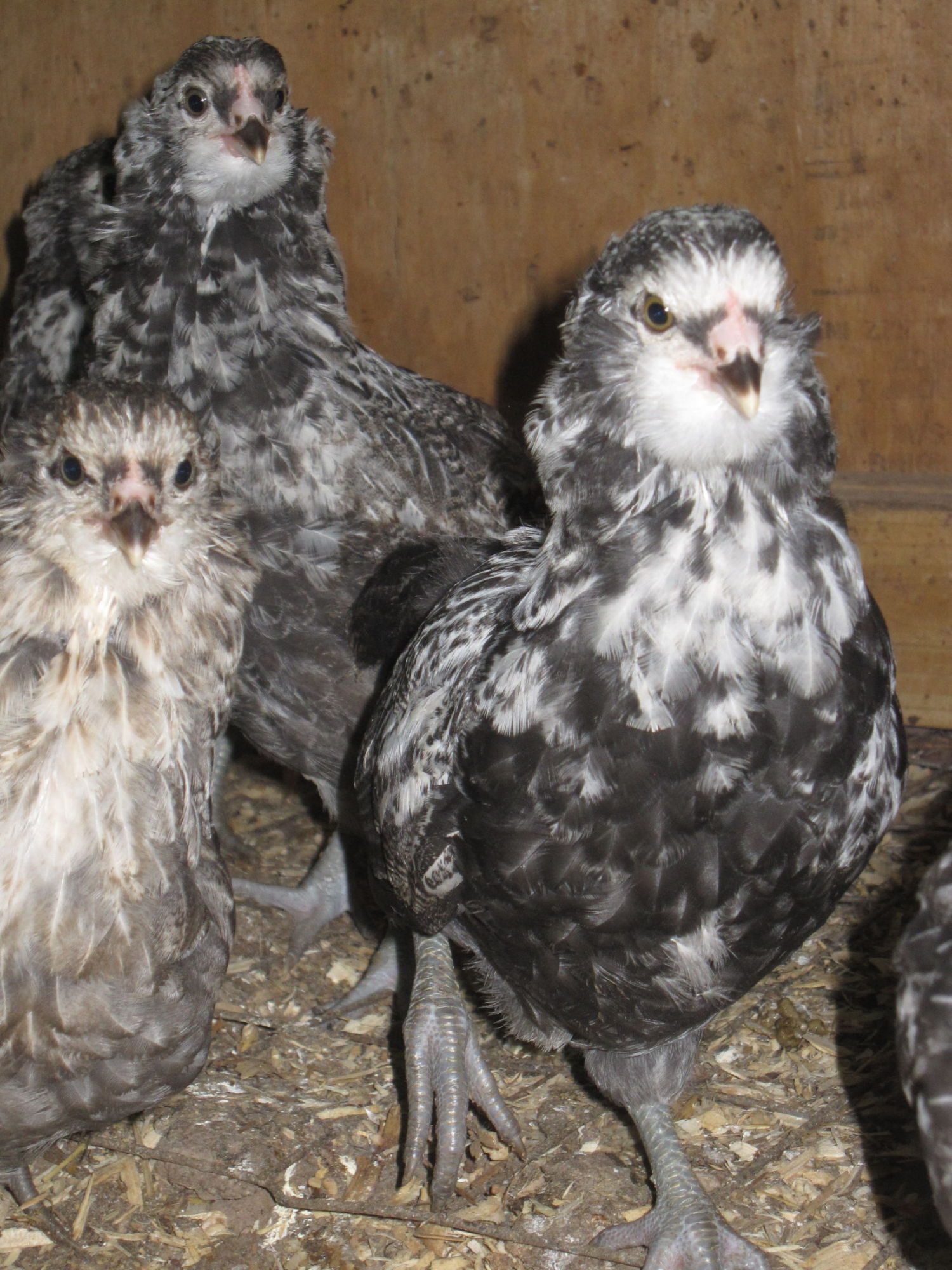 Juvi silver cockerel