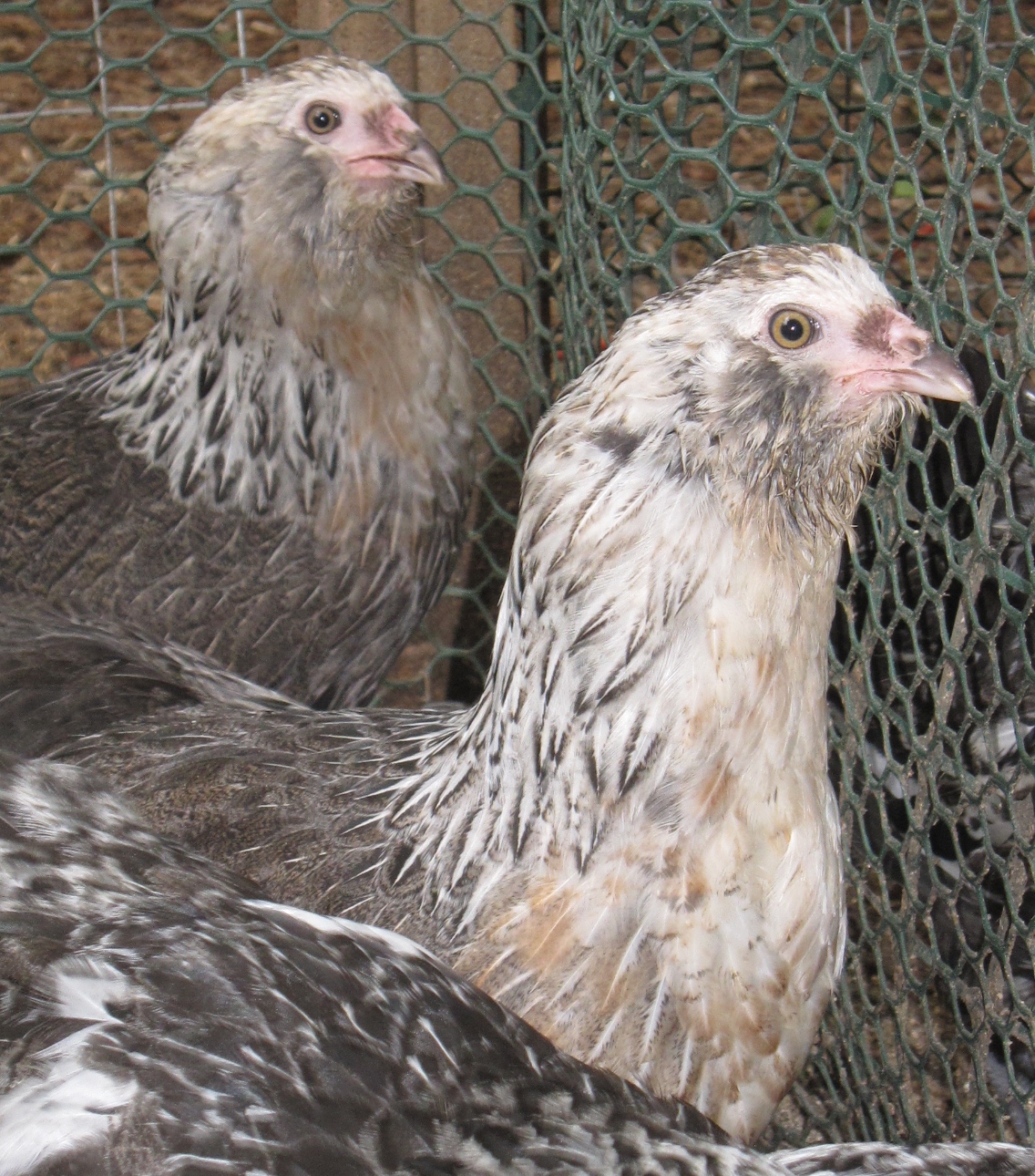 Juvi silver pullets