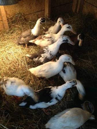 Juvies growing feathers- 2013