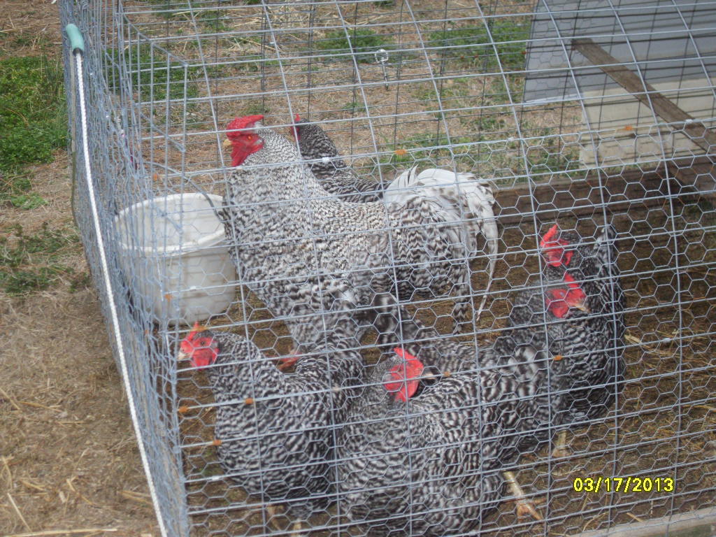 "K" - Kirk and his girls