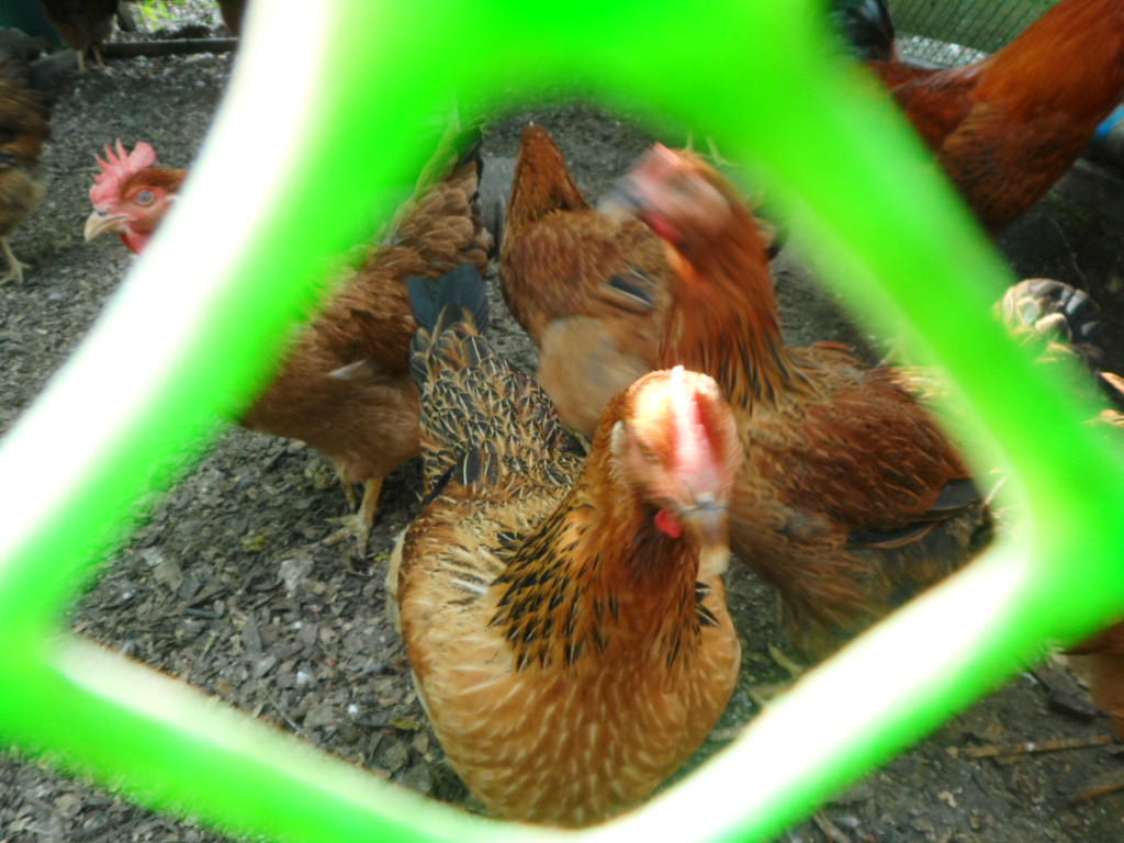 Kabir hens
