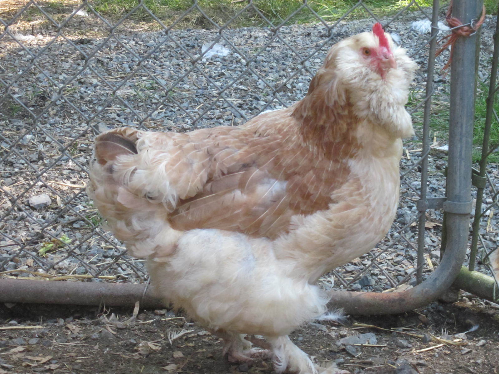 Kable Daughter,Salmon-LF, Cloverleaf Breeding