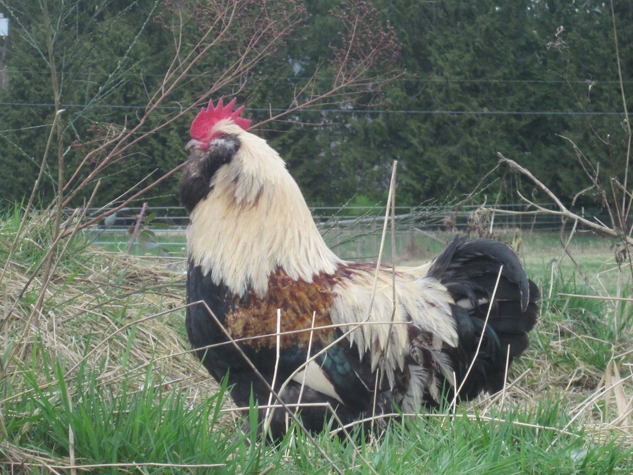 Kable Son, Salmon LF-Cloverleaf Breeding