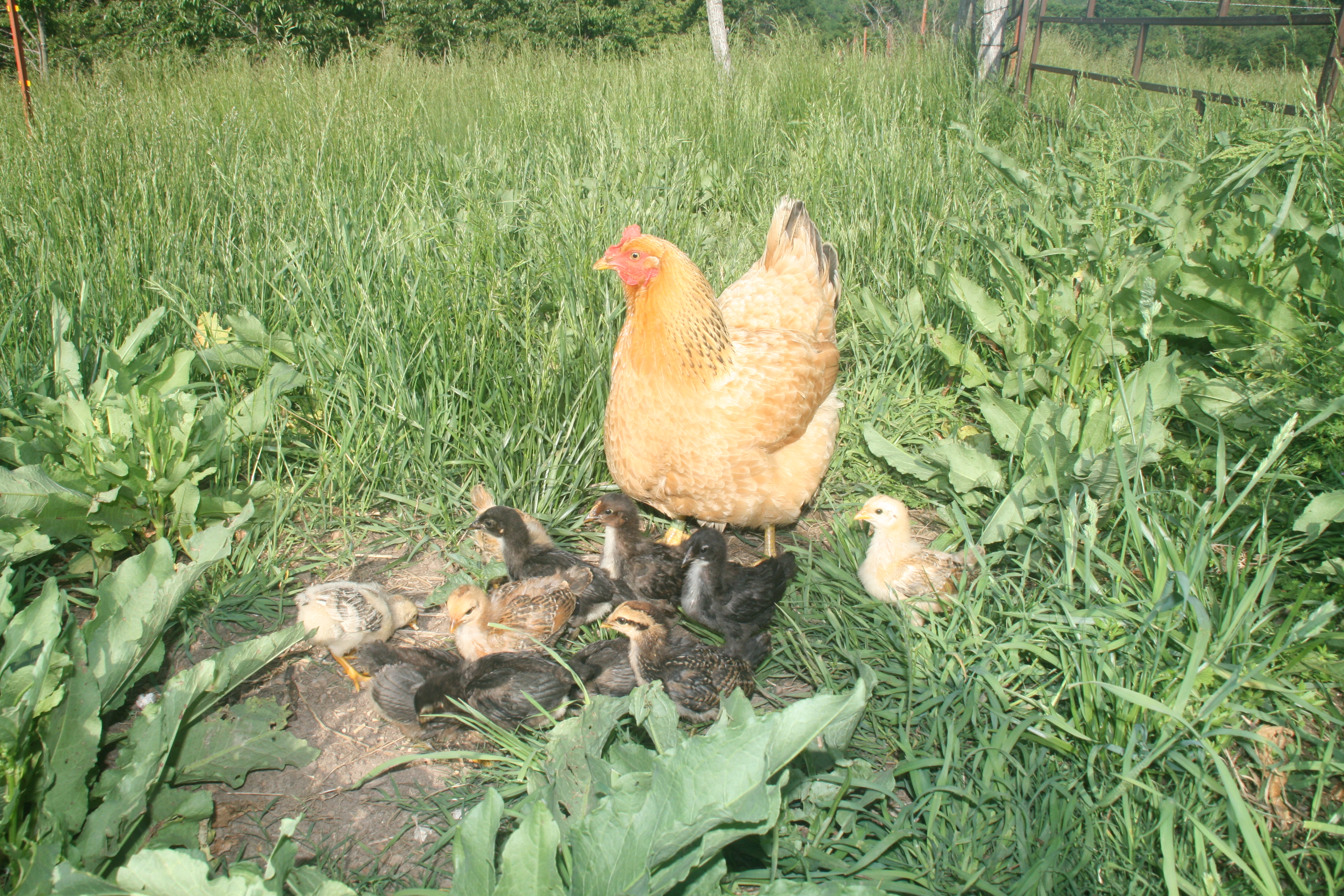 Kaitlynn and chicks, Spring 2014