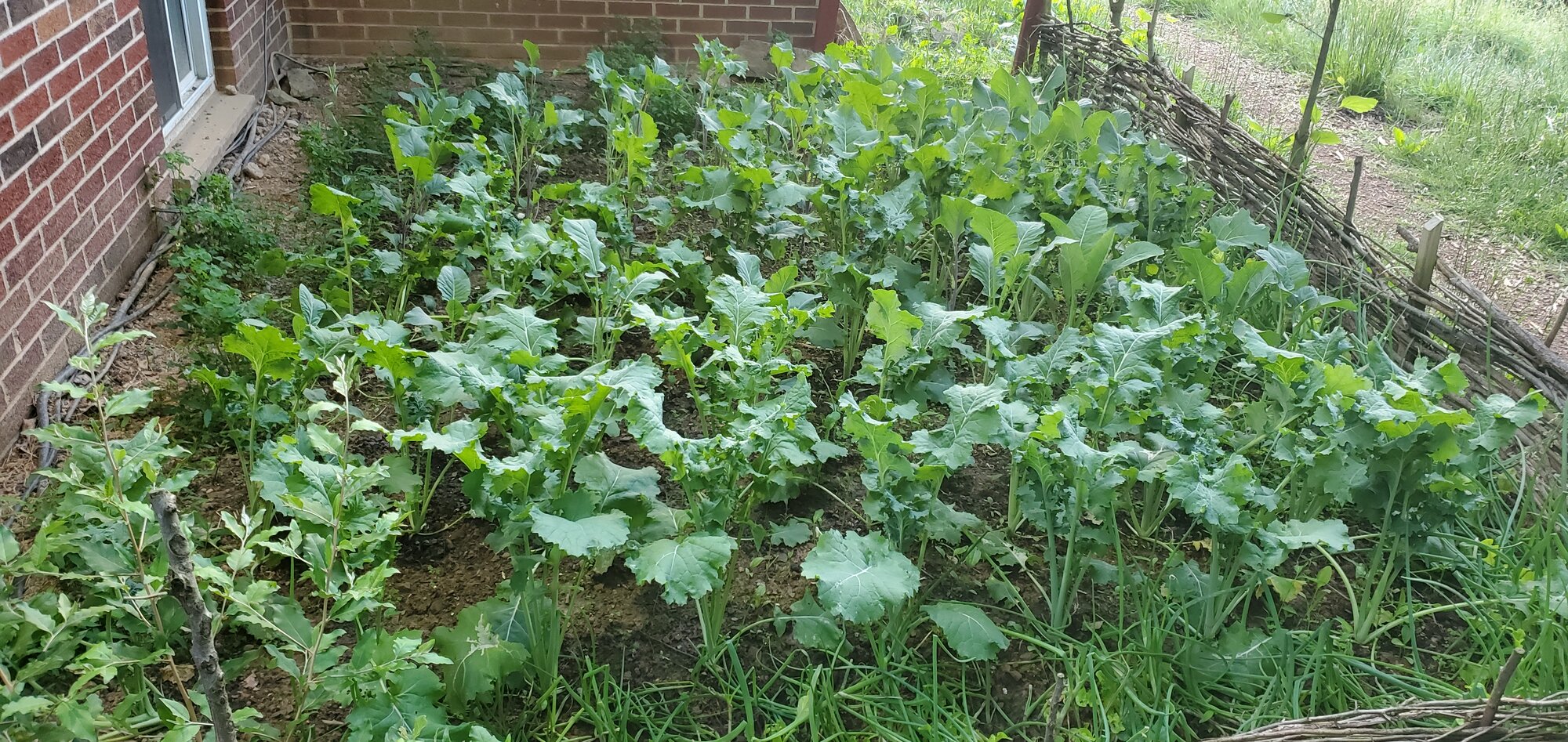 Kale, cabbage, kohlrabi, cauliflower, whatever…