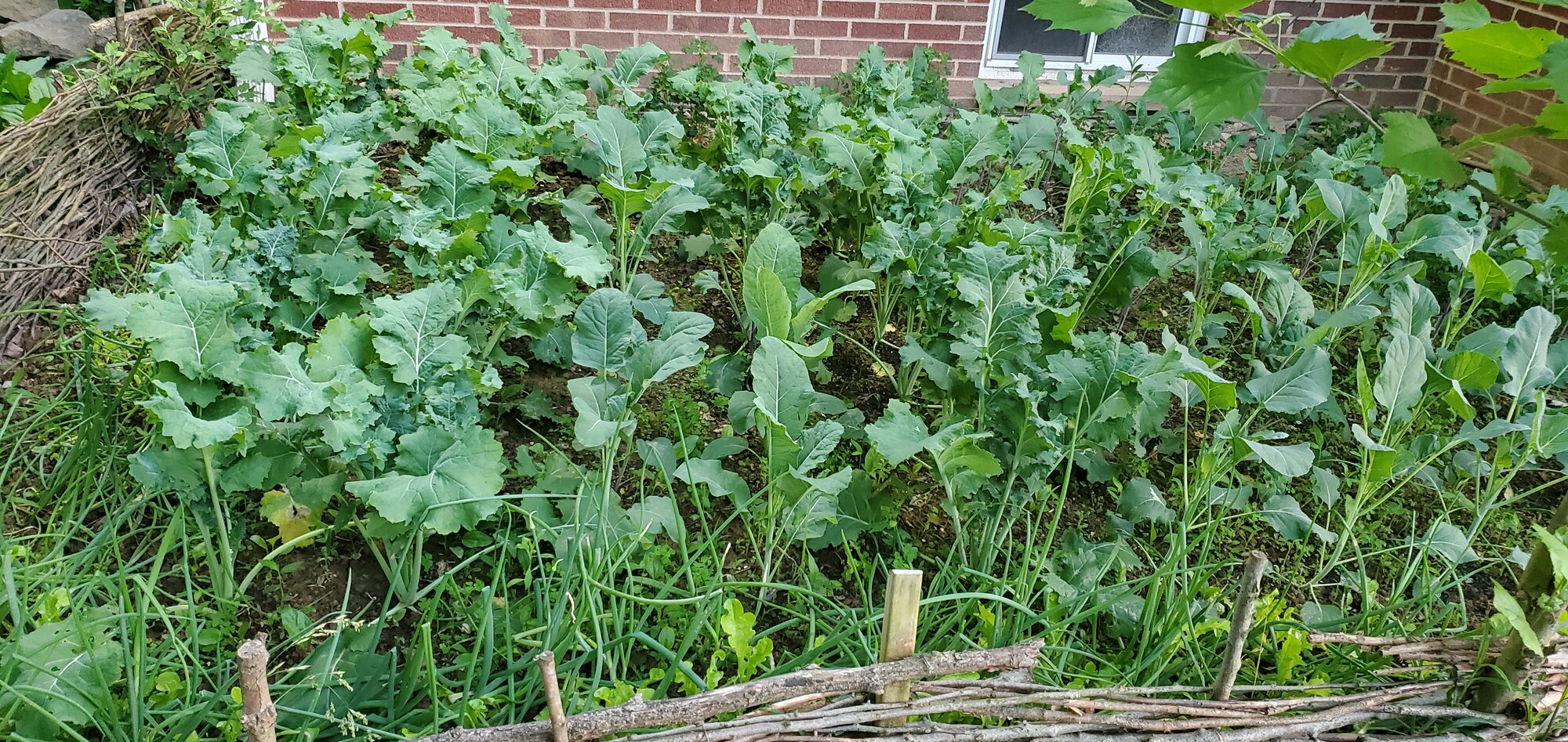 Kale, cabbage, kohlrabi, cauliflower, whatever…