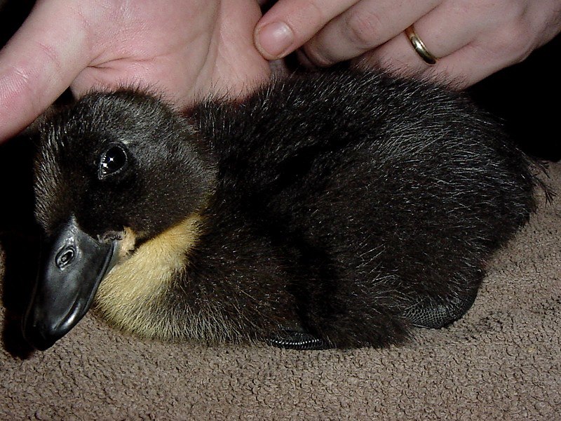 Kamo 3 to 5 days after hatching.