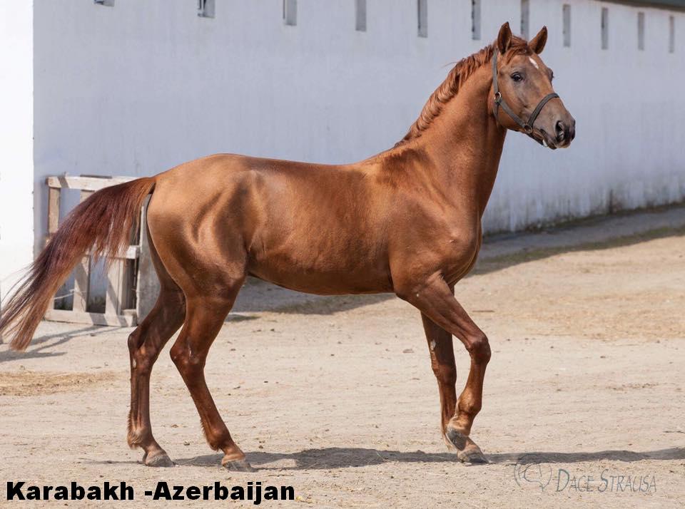 Karabakh horse