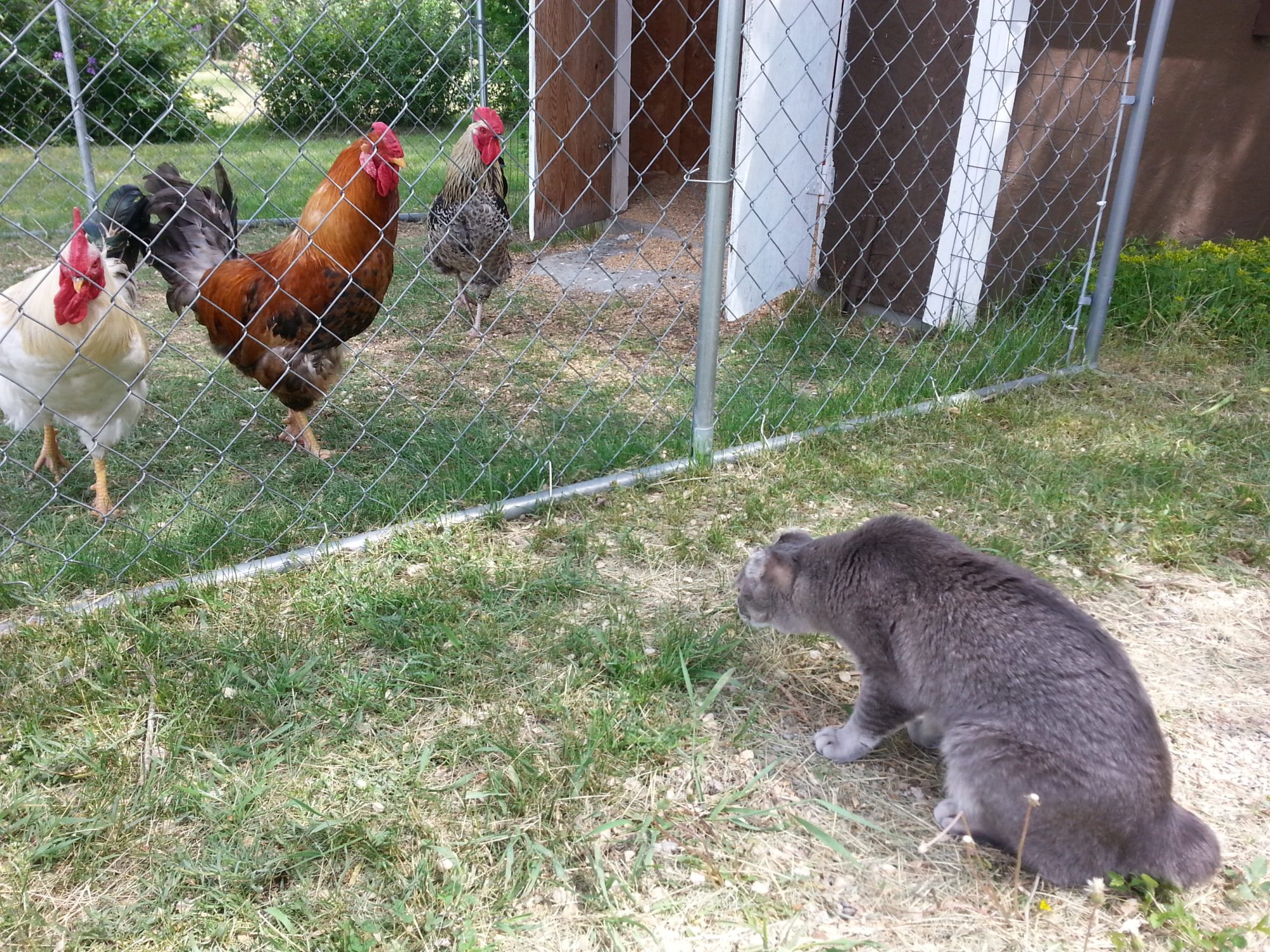 Karma Kitty meets Foghorn, Sherman T. Potter, and Black Floyd.