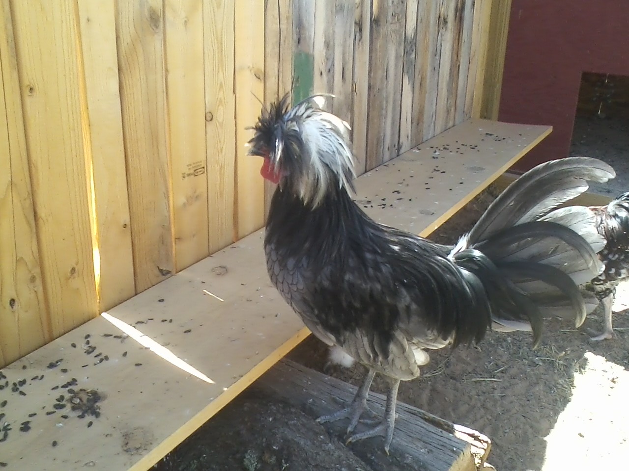 Kasper the Polish Bantam in action!
