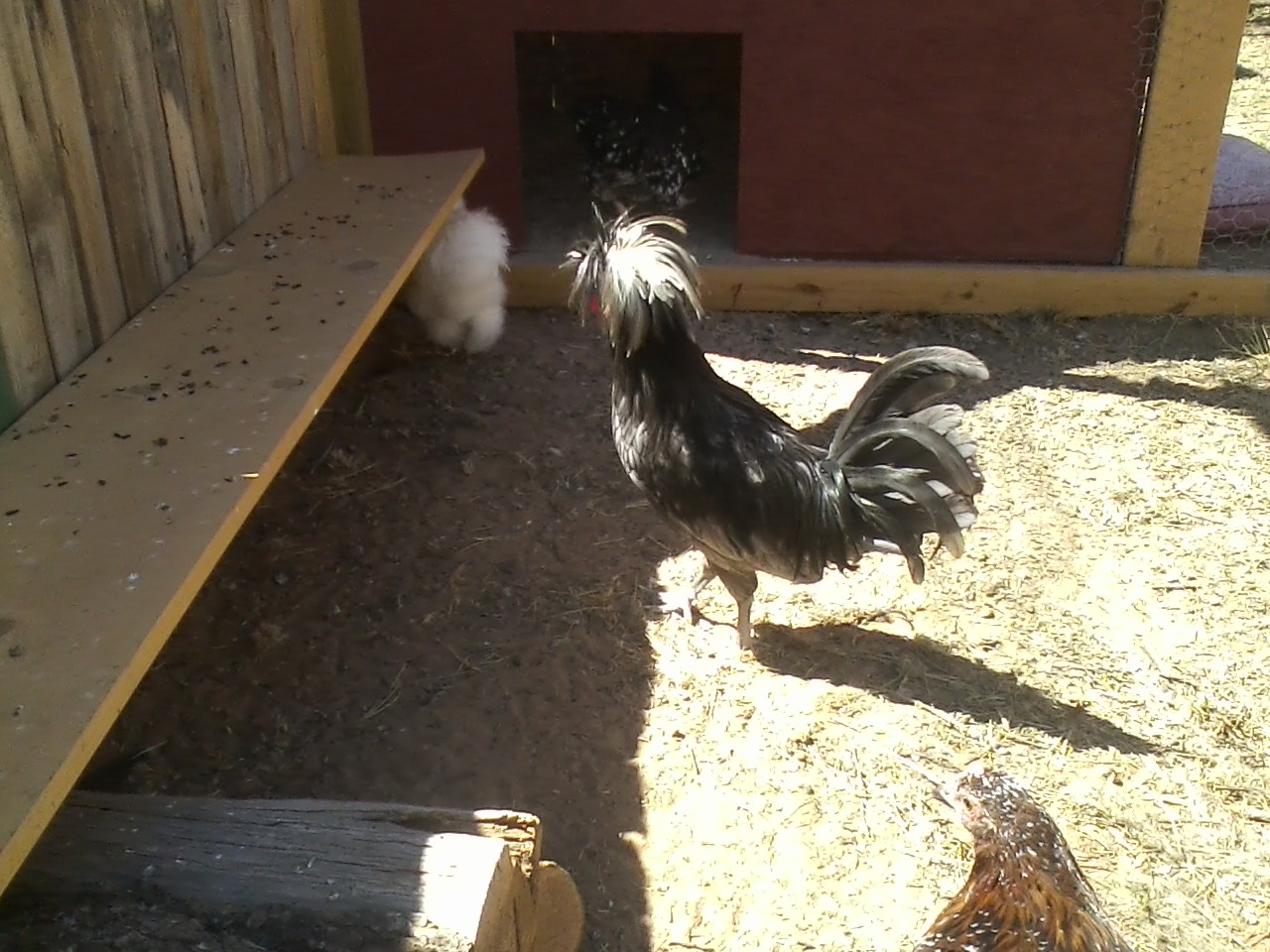 Kasper! White Crested Blue Polish Bantam