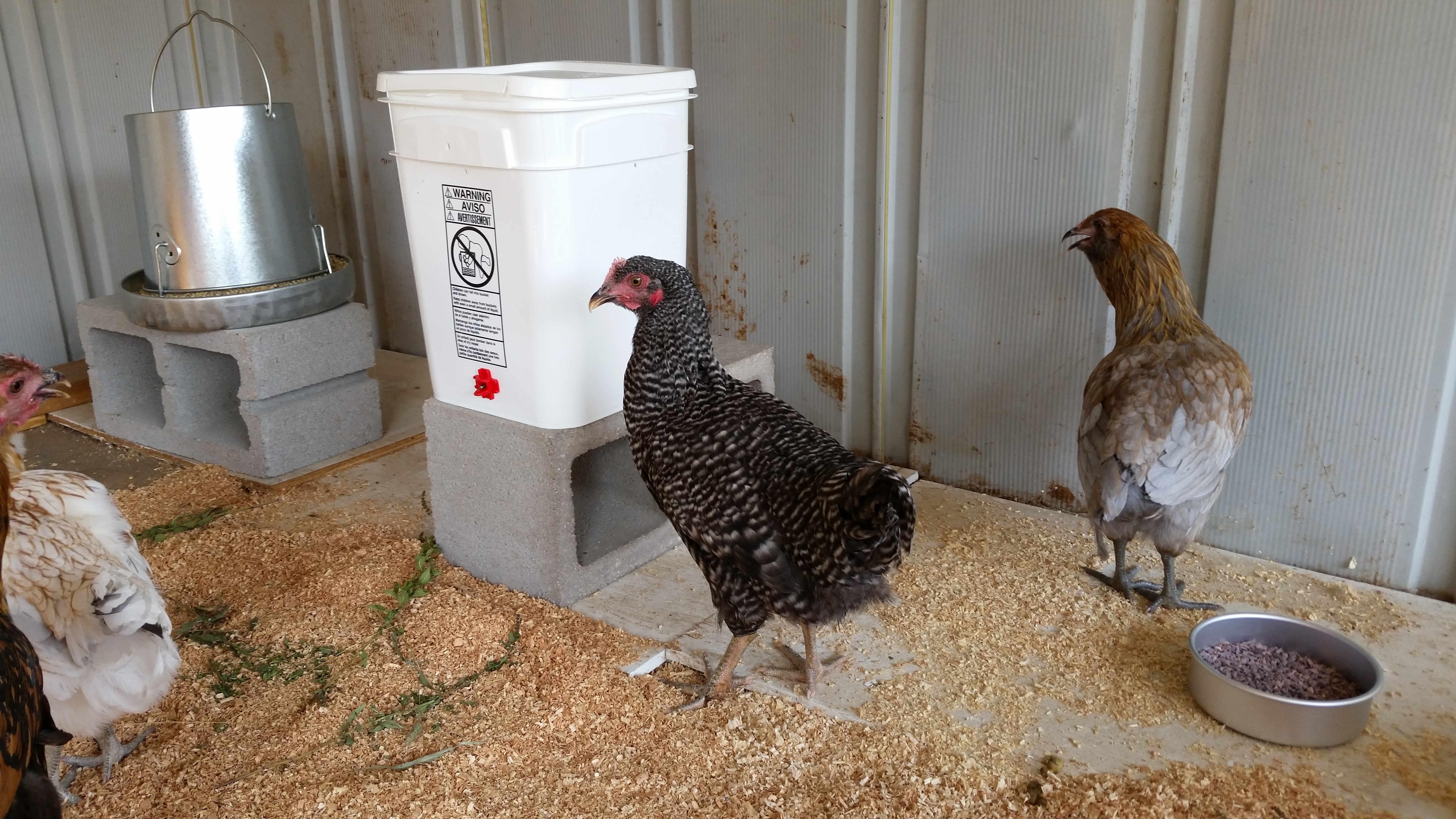 Katana, my son's Barred Rock.