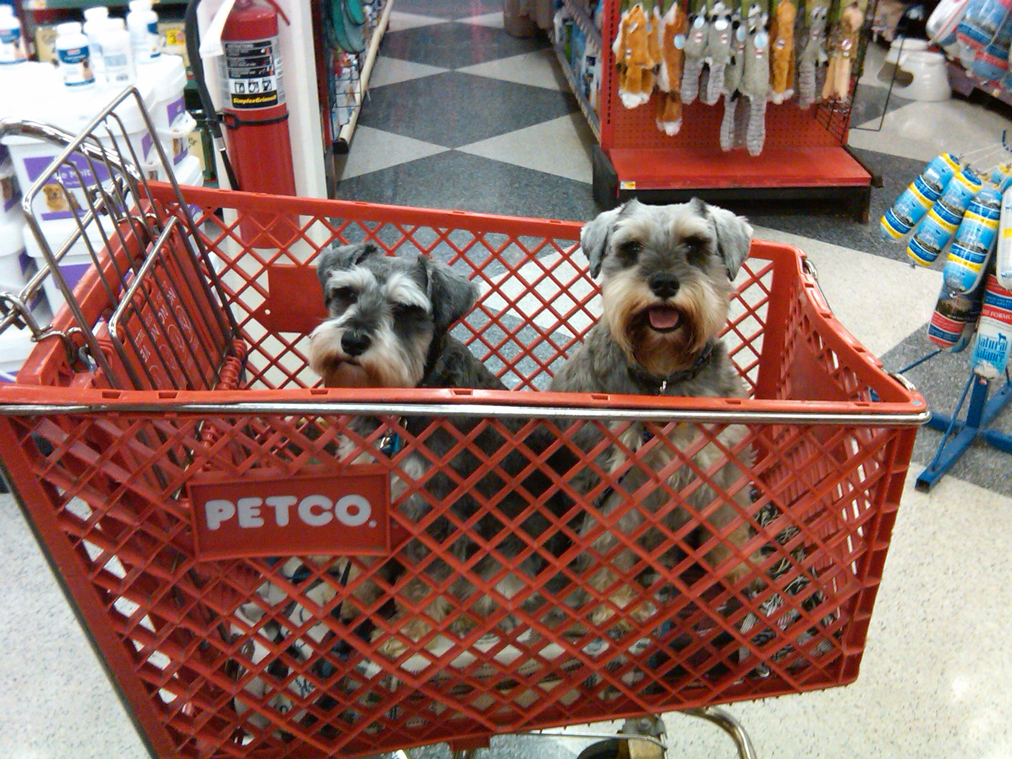 Kate and Casey shopping at Petco in Concord, NH