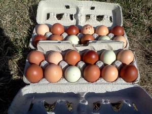 Kate's Little Garden dozen