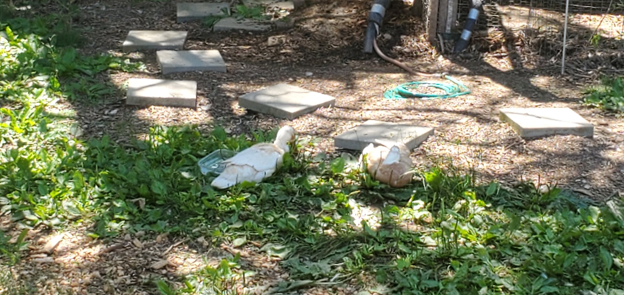 Katharina and Limpy resting in the shade