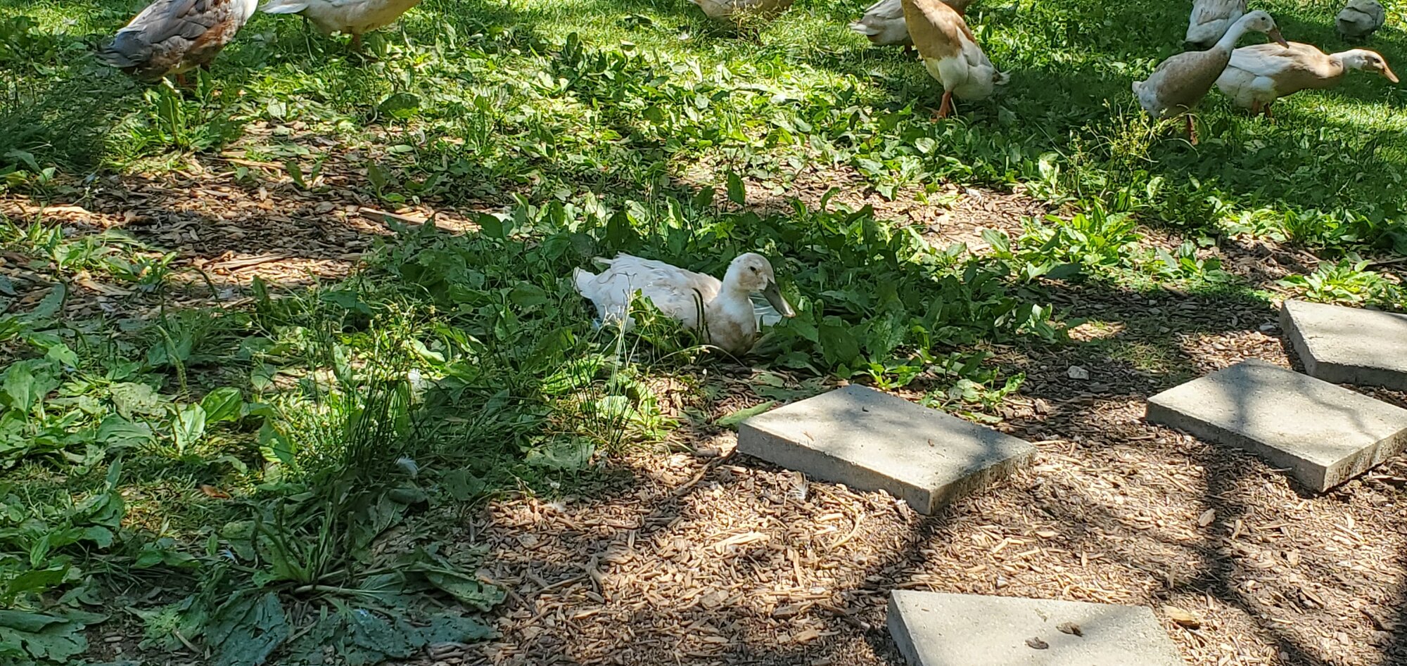 Katharina Duck resting in the shade
