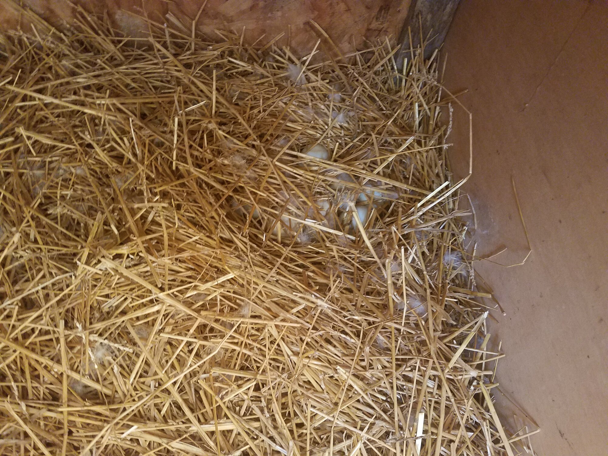 Katharina's Nest, carefully hidden