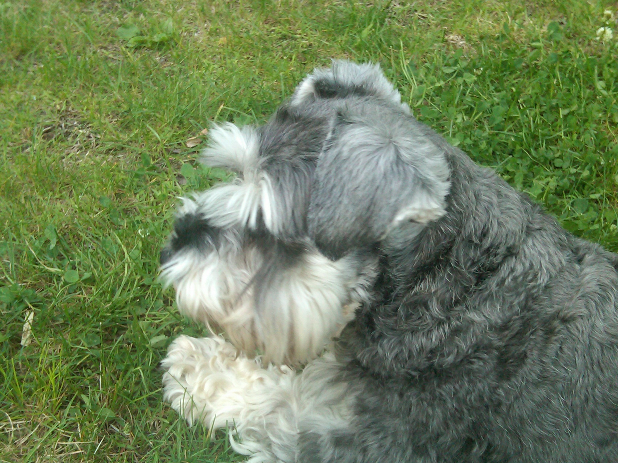 Katie my miniature schnauzer watching over the flock!