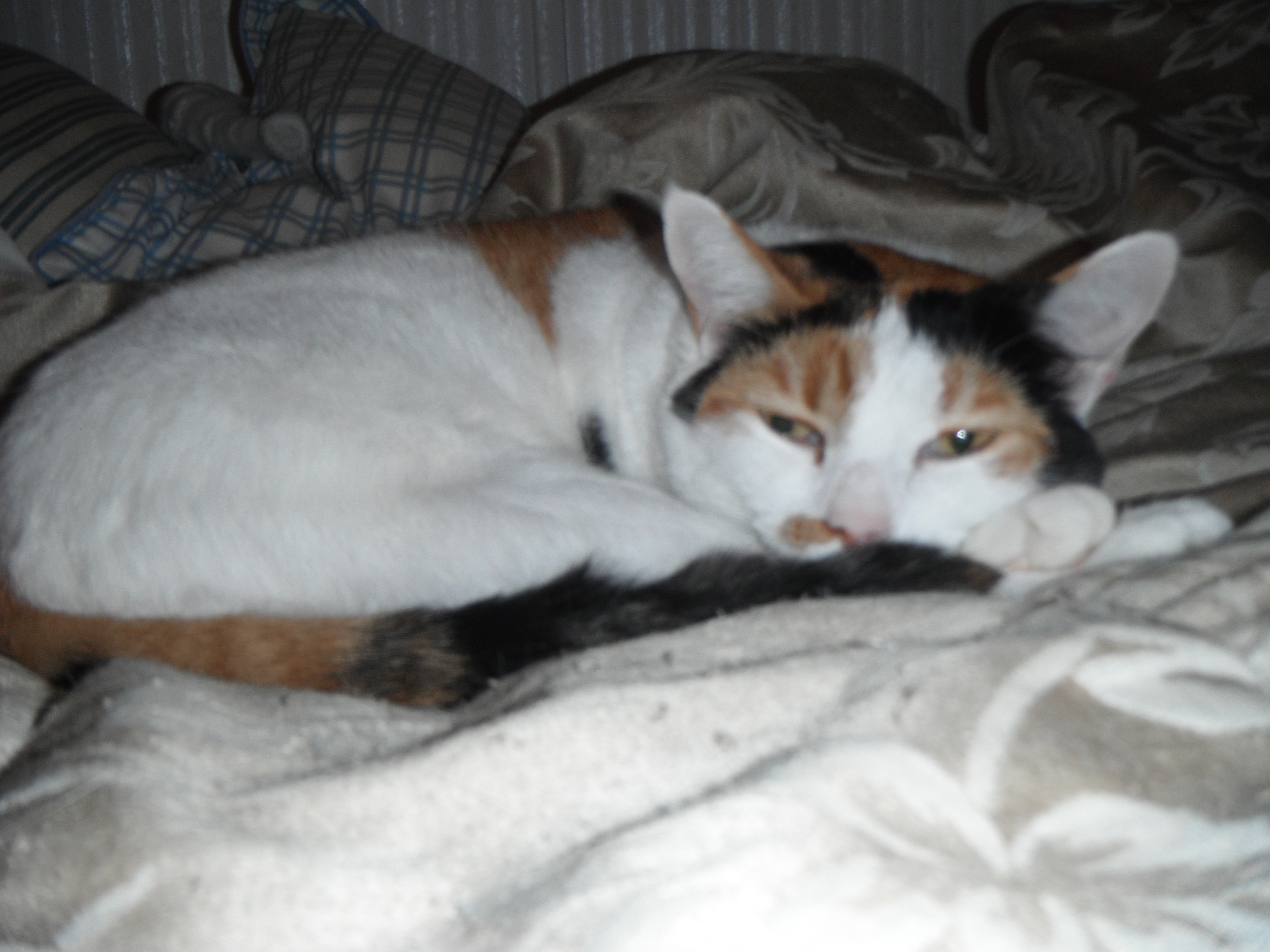 Katie, sleeping on my bed, again!