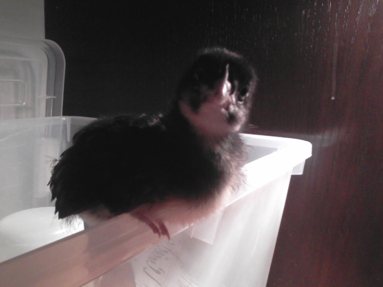 Katniss, a Barred Plymouth Rock.  She wasn't the largest, but the first one to perch on the edge of her brooder.  She's a little bossy pants.