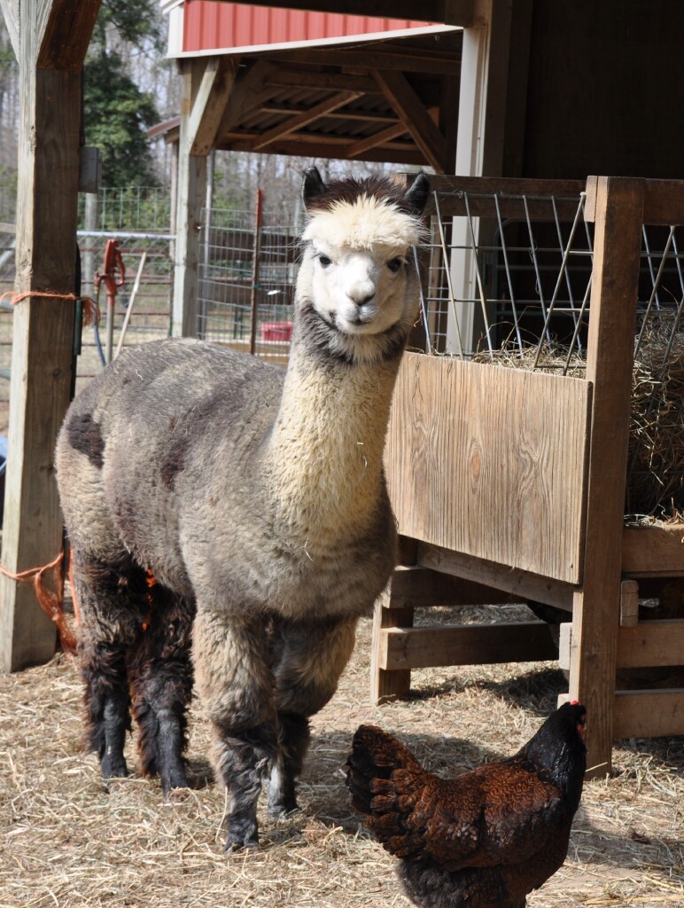 Katniss, a silver grey huacaya female alpaca, poses with one of the Barnevelders.