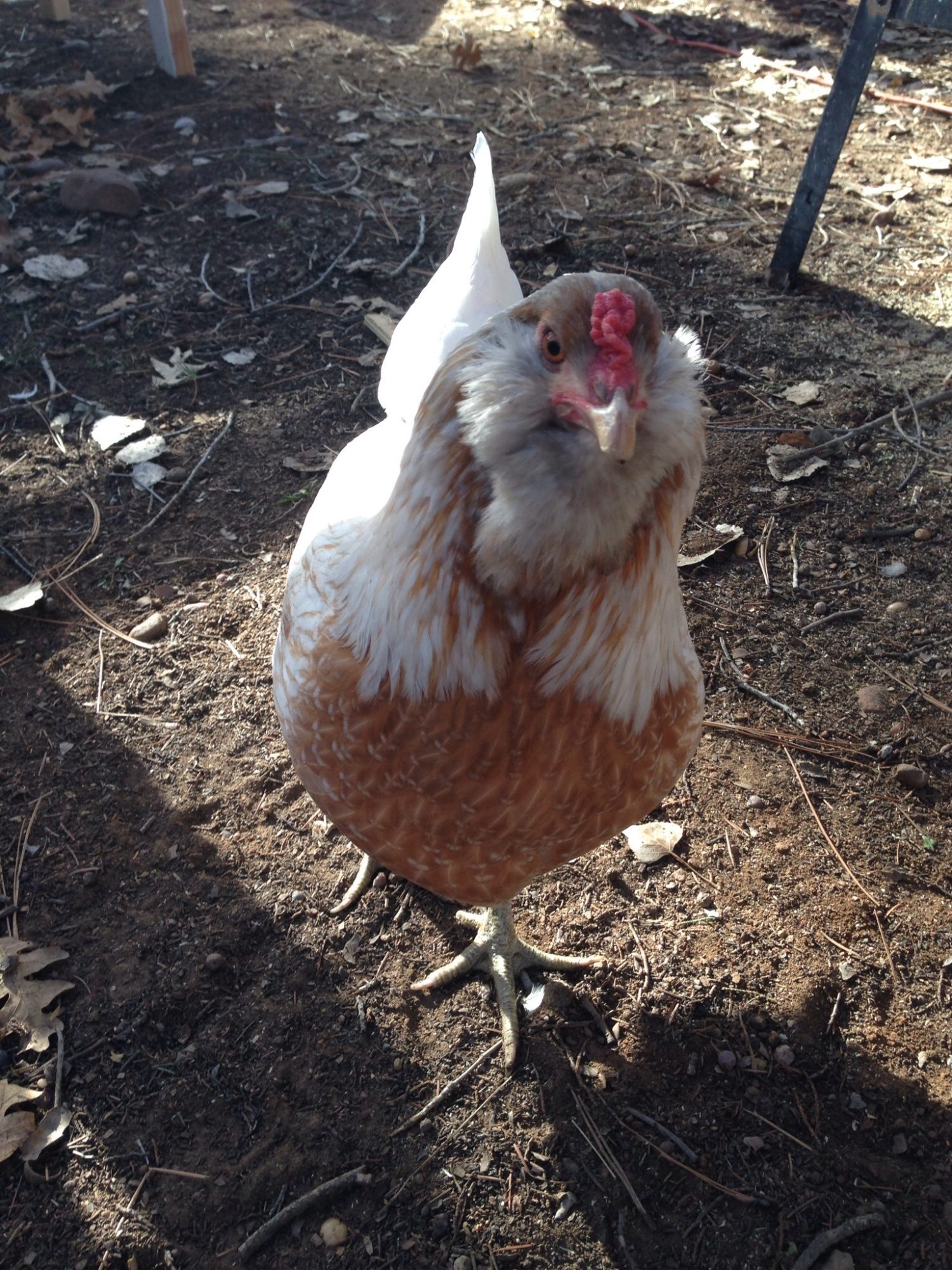 Katsa, one of our Easter Eggers