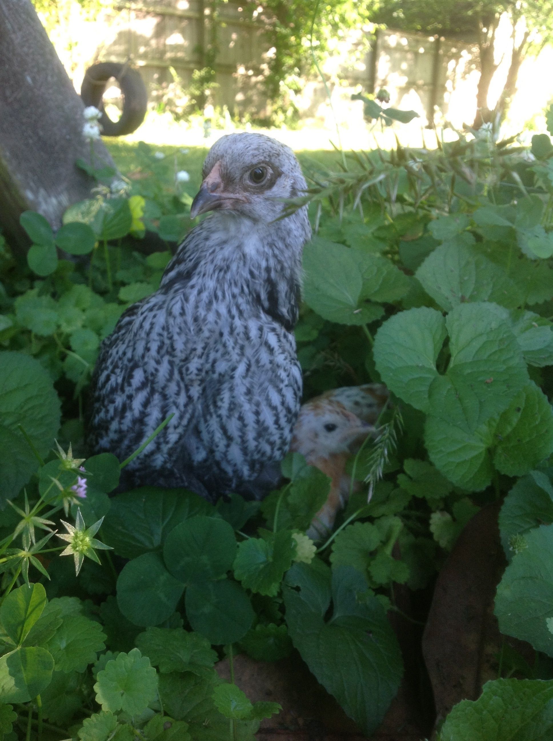Keavy (green-eyed Brahma pullet)
Peanut & Butterscotch (calico Cochins with green eyes)