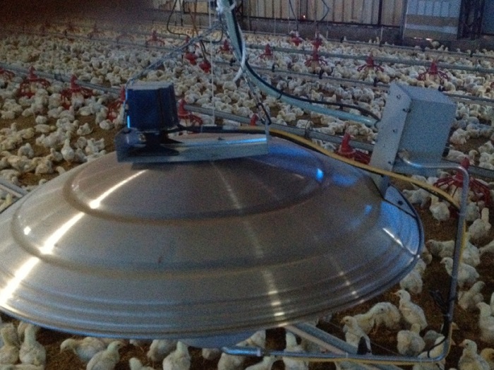 Keep  babe Chicken warm