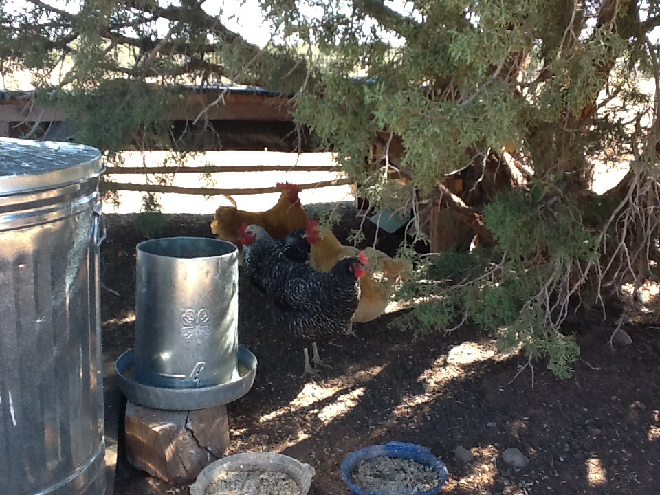 Keepin cool under the cedar tree