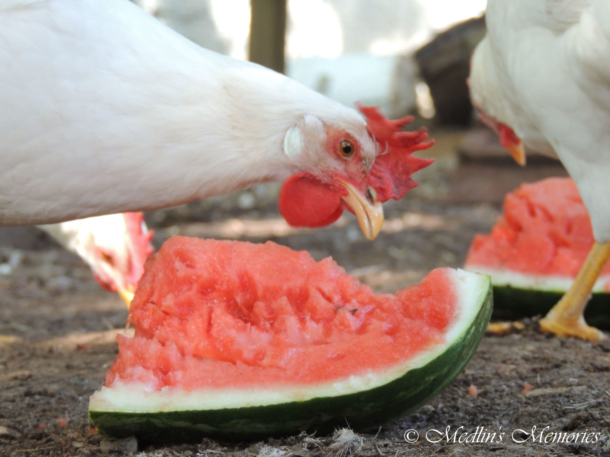 keeping cool on a hot day.