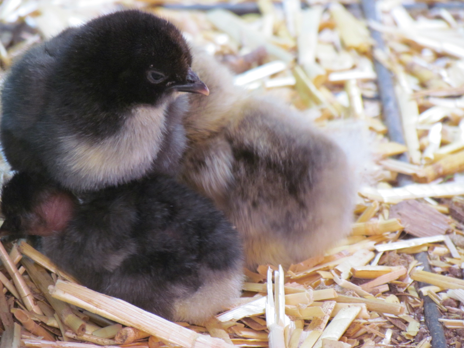 keeping together for warmth