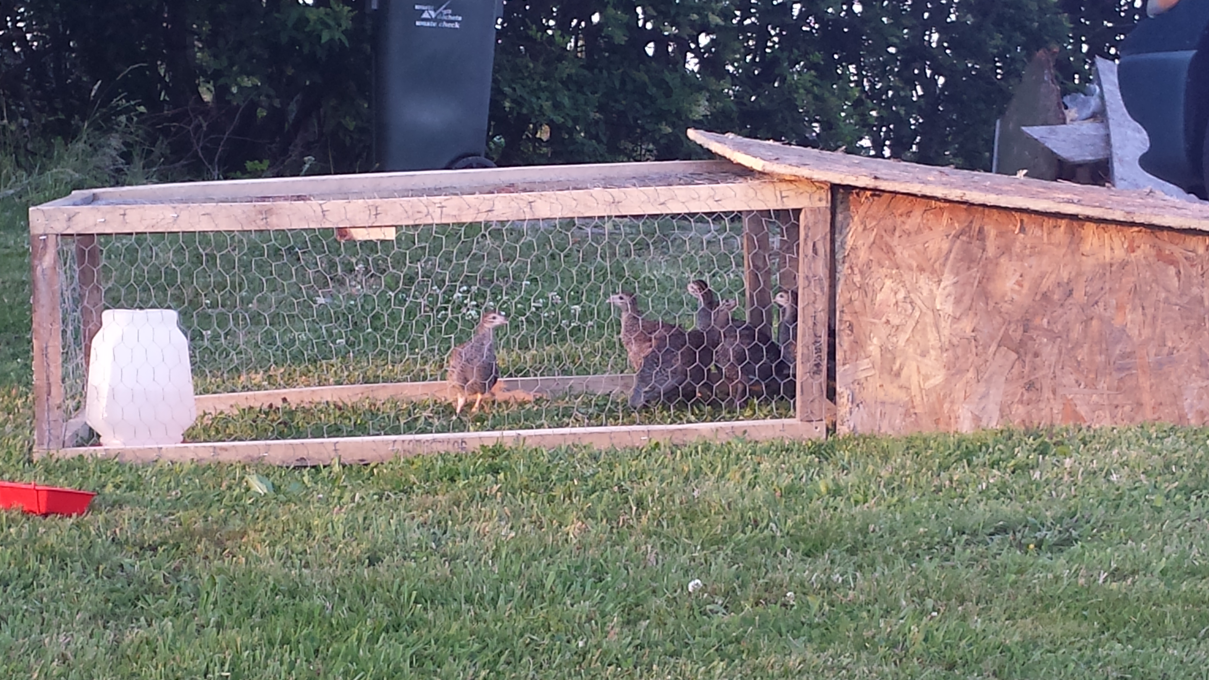 Keets in the "babies only" tractor