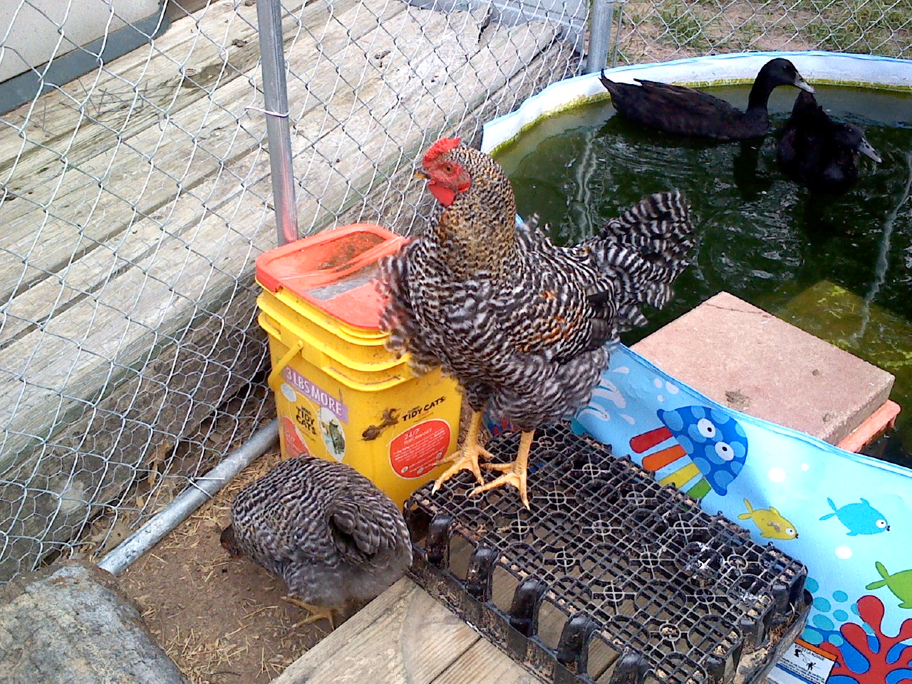 Kellogg Jr. being a proud rooster.