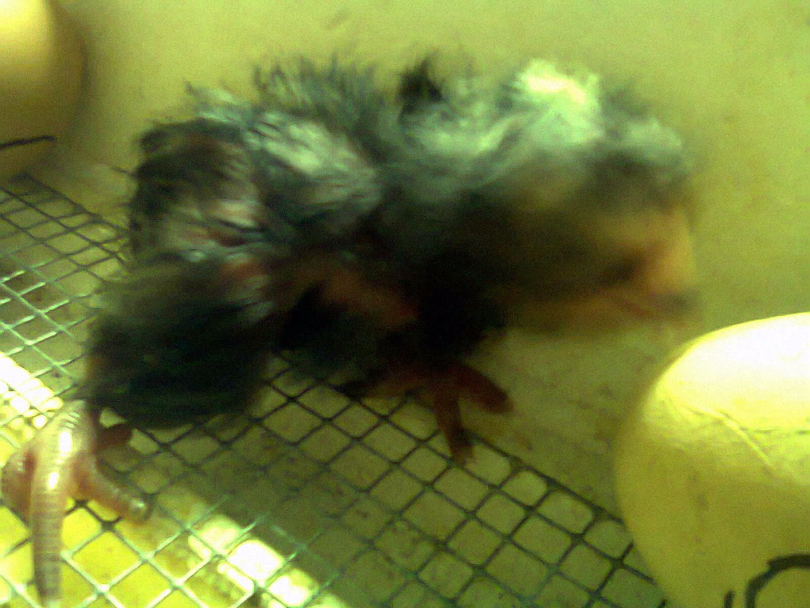 Kellogg Jr. in the incubator drying after he was the very first to hatch.
