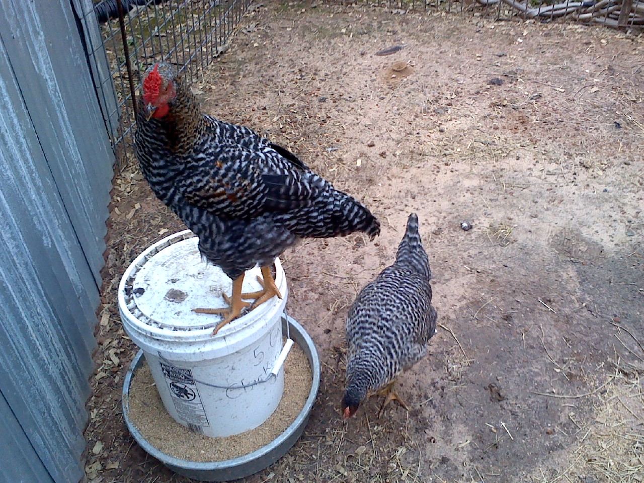 Kellogg Jr. on top of the feeder and Icarus at the bottom.