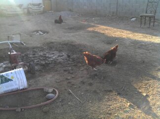 Kelso our alpha rooster of the hole yard hes a kelso hatch game rooster...Hes in the back taking a dust bath and the girls are eating...