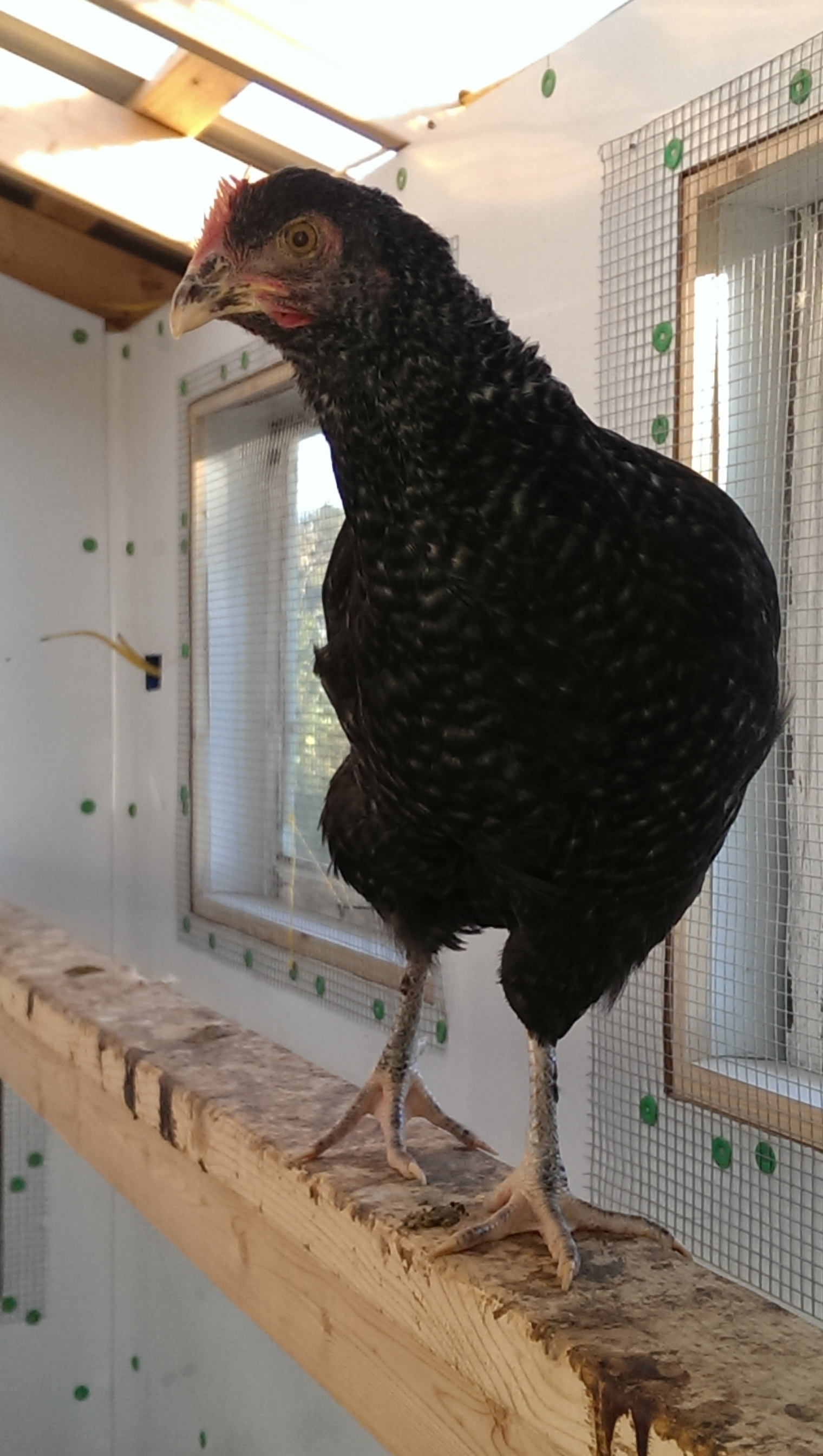 Kendall, the Silver Cuckoo Marans