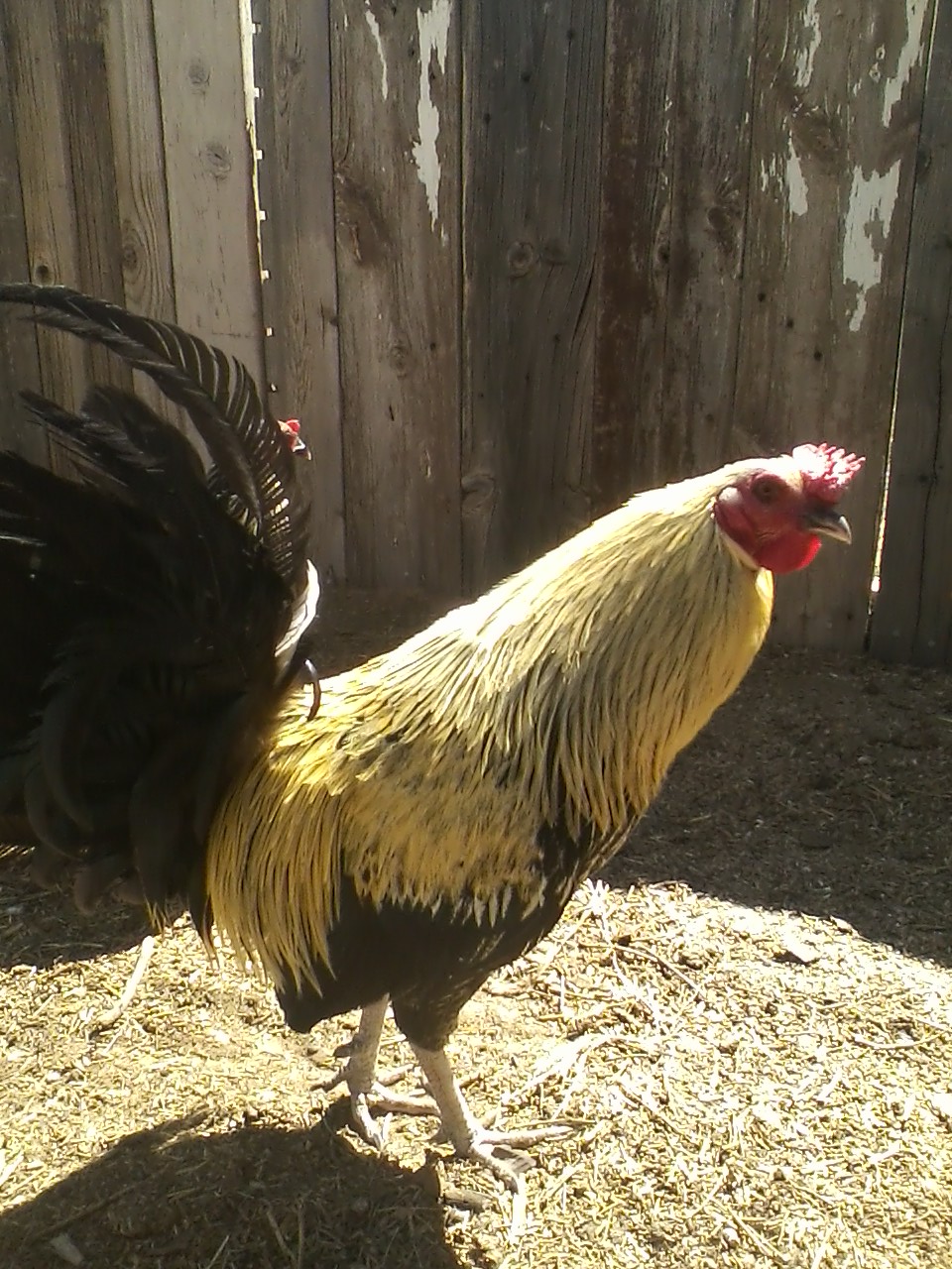 Kenny. 1 year old American Game Bantam rooster