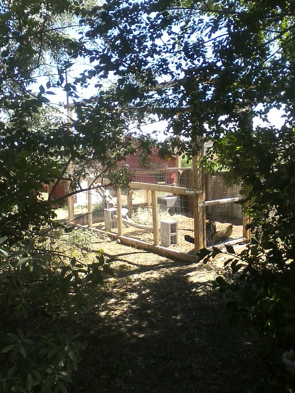 Kenny and Bianca's run/coop